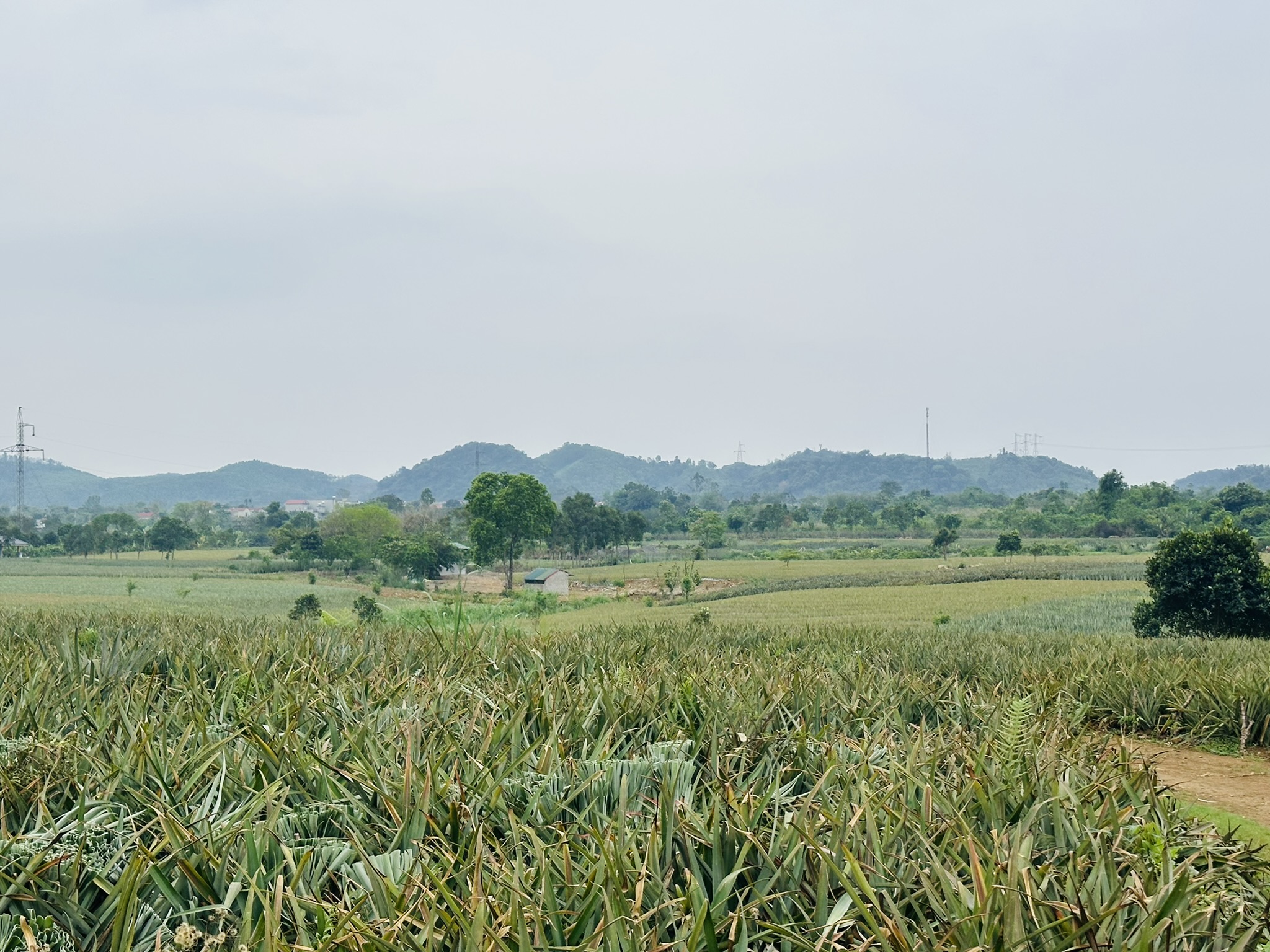 View from the Skywalk overlooking the Bear Sanctuary enclosures